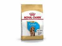 Royal Canin Puppy Cocker Spaniel Hundefutter 3 kg