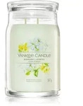 Yankee Candle Midnight Jasmine Duftkerze I. Signature 567 g