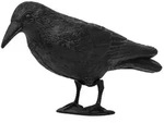 Taubenschreck Rabe