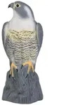 Taubenschreck Falke