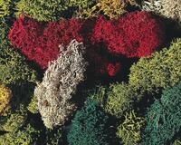 Faller 170730 - Islandmoos, gemischt, verschiedene Farben, 80 g Modellbahn