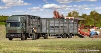 Kibri H0 (1:87) 12248 - Spur H0 Viehtransporter mit Anh&auml;nger inkl. 12 K&uuml;he