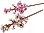 Kirschbl&uuml;ten