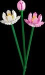 Lotusblumen