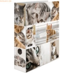 HERMA Motivordner A4 70mm Katzen