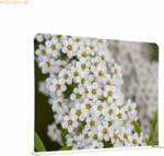 Showdown Raumteiler 200x150cm Wei&szlig;e Blume Spirea