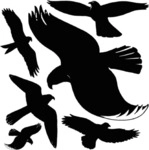 Avery Zweckform Fensteretiketten Warnv&ouml;gel 14,5x4,5 /