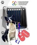 4pets Dog Box ECO 3 Black Hunde-Transportbox bis zu 45 kg in 3 Gr&ouml;&szlig;en, Modell: