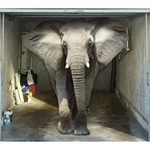Scheurich Garagentorplane Moving Elephant, f&uuml;r Schwing- und Sektionaltore