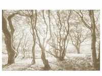 Komar Vliestapete, Braun, Weiß, Bäume, 400x250 cm, Fsc, Tapeten Shop,...