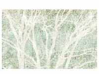 Komar Vliestapete, Grün, Weiß, Bäume, 400x250 cm, Fsc, Tapeten Shop,...