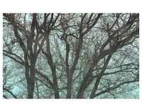 Komar Vliestapete, Blau, Schwarz, Bäume, 400x250 cm, Fsc, Tapeten Shop,...