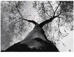 Wallarena Fototapete, Mehrfarbig, Papier, Baum/Pflanze/Natur, Rechteckig,...