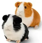 Meerschweinchen, Mehrfarbig, Textil, 8.8x20 cm, Spielzeug, Kuscheltiere