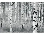 Xora Vliestapete, Grau, Schwarz, Wei&szlig;, B&auml;ume, 400x270 cm, Fsc, Tapeten &