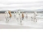 Komar Fototapete White Horses, Wei&szlig;, Hellbraun, Papier, Pferd, 368x254 cm, Fsc, Made