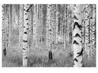 Komar Vliestapete Woods, Grau, Schwarz, Weiß, Papier, Bäume, 368x248 cm, Made in