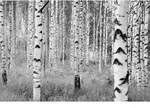 Komar Vliestapete Woods, Grau, Schwarz, Wei&szlig;, Papier, B&auml;ume, 368x248 cm, Made in