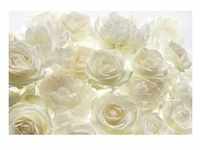Komar Vliestapete Shalimar, Weiß, Champagner, Papier, Rose, 368x248 cm, Made in