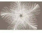 Komar Vliestapete Federstern, Wei&szlig;, Taupe, Papier, Blume, 368x248 cm, Made in