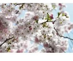 Xora Fototapete, Blau, Rosa, Wei&szlig;, Floral, 368x254 cm, Fsc, Tapeten &