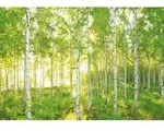 Komar Fototapete Sunday, Wei&szlig;, Walnuss, Papier, B&auml;ume, 368x254 cm, Fsc, Made in