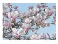 Komar Fototapete Magnolia, Rosa, Weiß, Hellblau, Papier, Bäume, 368x254 cm, Fsc,