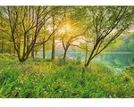 Komar Fototapete Spring Lake, Gr&uuml;n, Papier, B&auml;ume, 368x254 cm, Fsc, Made in