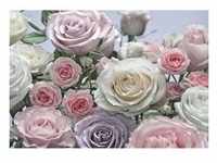 Komar Fototapete Floraison, Creme, Rosa, Papier, Rose, 368x254 cm, Fsc, Made in