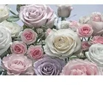 Komar Fototapete Floraison, Creme, Rosa, Papier, Rose, 368x254 cm, Fsc, Made in