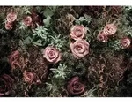 Komar Fototapete Velvet, Braun, Gr&uuml;n, Rosa, Papier, Rose, 368x254 cm, Fsc, Made in