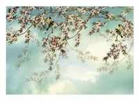 Komar Fototapete, Blau, Rosa, Weiß, Floral, 368x254 cm, Fsc, Tapeten Shop,