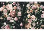 Komar Vliestapete, Blume, 400x250 cm, FSC Mix, Tapeten & Wandverkleidungen,