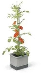 Gusta Garden Pflanzentopf TOM Tomato, Hellgrau, Kunststoff, rechteckig,