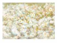 Komar Fototapete, Papier, Blume, 368x254 cm, Fsc, Tapeten Shop, Fototapeten