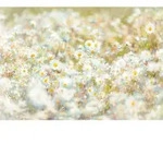 Komar Fototapete, Papier, Blume, 368x254 cm, Fsc, Tapeten & Wandverkleidungen,