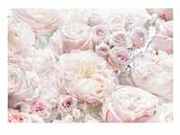 Komar Fototapete, Rosa, Weiß, Rose, 368x254 cm, Fsc, Tapeten Shop, Fototapeten