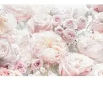 Xora Fototapete, Rosa, Wei&szlig;, Rose, 368x254 cm, Fsc, Tapeten & Wandverkleidungen,
