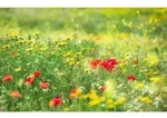 Xora Fototapete, Mehrfarbig, Textil, Blume, 450x280 cm, Tapeten & Wandverkleidungen,