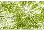 Xora Fototapete, Gr&uuml;n, Textil, Graphik, 450x280 cm, Tapeten & Wandverkleidungen,