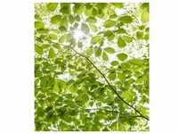 Fototapete, Grün, Weiß, Textil, Bäume, 250x280 cm, Tapeten Shop, Fototapeten