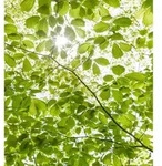 Xora Fototapete, Gr&uuml;n, Wei&szlig;, Textil, B&auml;ume, 250x280 cm, Tapeten &