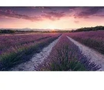 Xora Fototapete, Mehrfarbig, Textil, Blume, 450x280 cm, Tapeten & Wandverkleidungen,