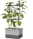 Gusta Garden Pflanzentopf Charly Chili, Grau, Hellgrau, Kunststoff, rechteckig,