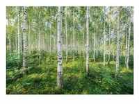 Komar Fototapete, Mehrfarbig, Bäume, 368x254 cm, Fsc, Tapeten Shop, Fototapeten