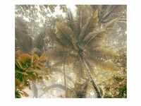 Komar Vliestapete, Braun, Weiß, Bäume, 300x250 cm, Fsc, Tapeten Shop,...