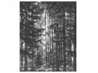 Komar Vliestapete, Schwarz, Weiß, Bäume, 200x250 cm, Fsc, Tapeten Shop,