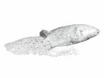 Eurolite Konfetti, wei&szlig;, 10 kg UV-Aktiv 7mm Konfetti Wei&szlig;