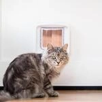SUREFEED Mikrochipgest. DualScan Katzenklappe - wei&szlig;