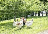 Ako Gefl&uuml;gelzaun "PoultryNet" 106 cm/50 m, gr&uuml;n, mit Doppelspitze, nicht